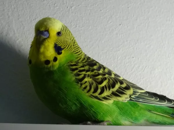 Wellensittich-Bild: Eins meiner Lieblingsfotos von Piper :-)