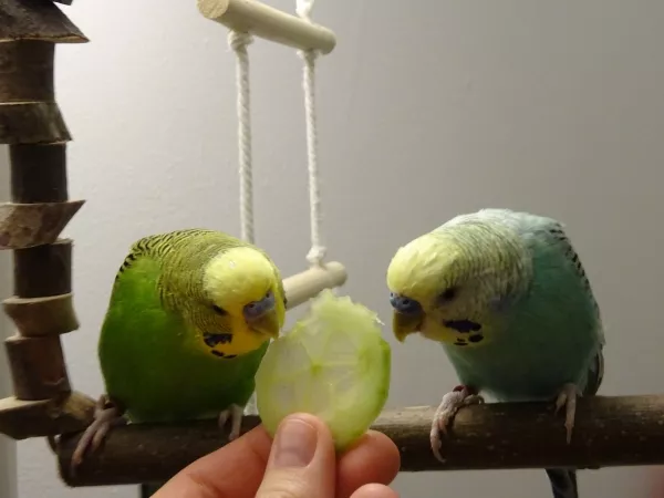 Wellensittich-Bild: Für Gurke lassen meine beiden Schnuckis alles stehen und liegen!