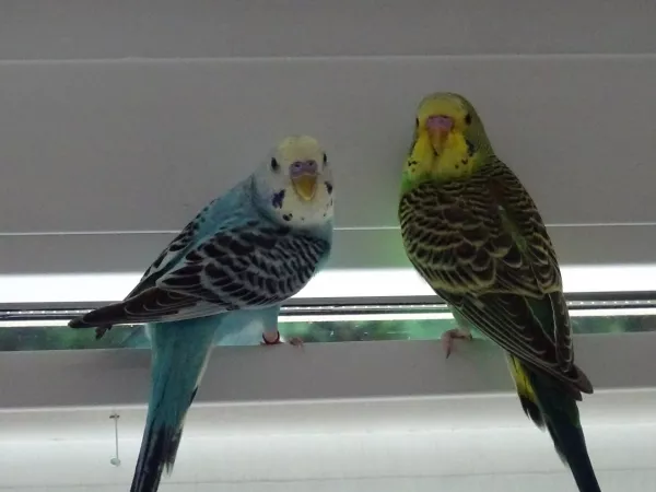 Wellensittich-Bild: Kaum sind meine zwei Schnuckis raus aus ihrem Käfig, wird auch schon 
das Rollo belagert.