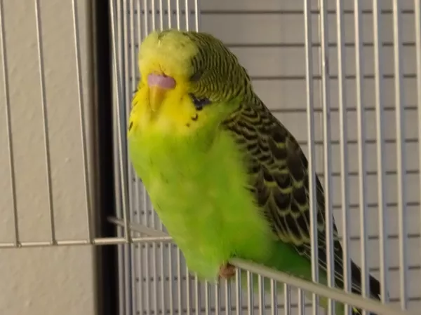 Wellensittich-Bild: Piper beim Powernapping
