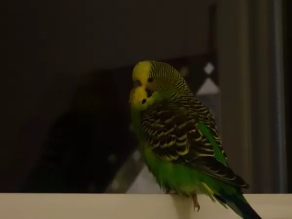 Wellensittich-Bild: Piper liebt seinen Fensterplatz und beobachtet auch gerne mal den Abendhimmel.