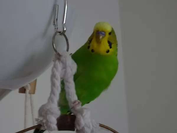Wellensittich-Bild: Piper ist bereit für den Frühling :-)