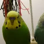 Piper und Spooky