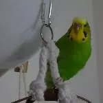 Piper ist Startbereit!