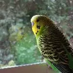 Piper am Fenster