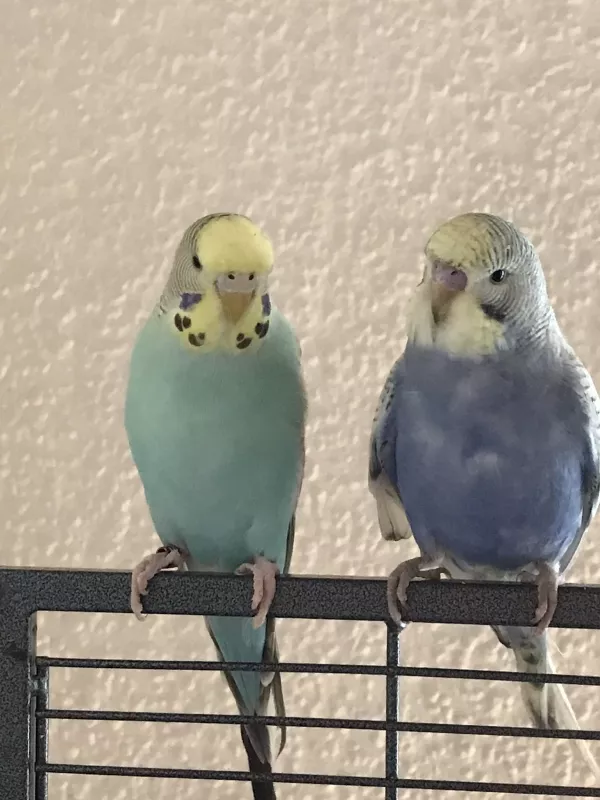Wellensittich-Bild: Nelli hat Besuch bekommen: Hier auf dem Bild mit Timmy 
