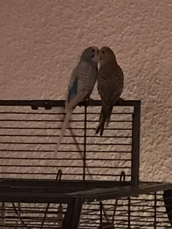 Wellensittich-Bild: Nelli (rechts) und Marvin waren so ein schönes Pärchen, deshalb war es besonders tragisch, dass Marvin uns so früh verlassen hat.. 
