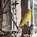 Frida Gürkchen und Speedy Bo sitzen am Fenster