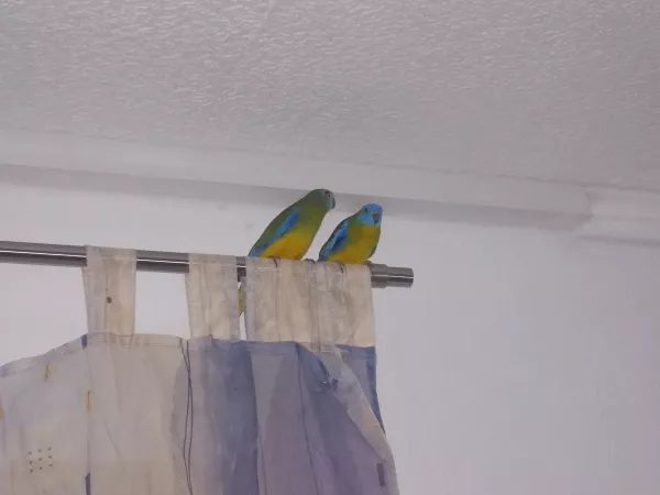 Wellensittich-Bild: Kiki und Koko 2019