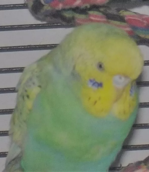 Wellensittich-Bild: Lady am 30.01.2019