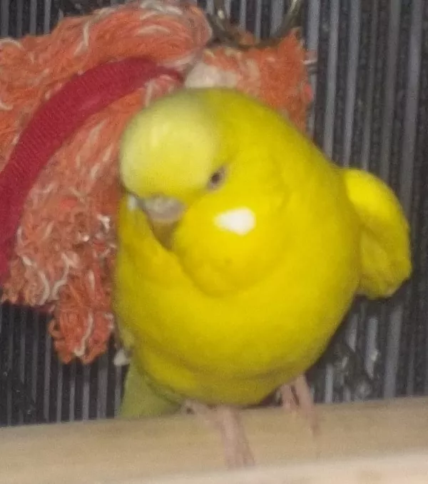 Wellensittich-Bild: Chico am 30.01.2019