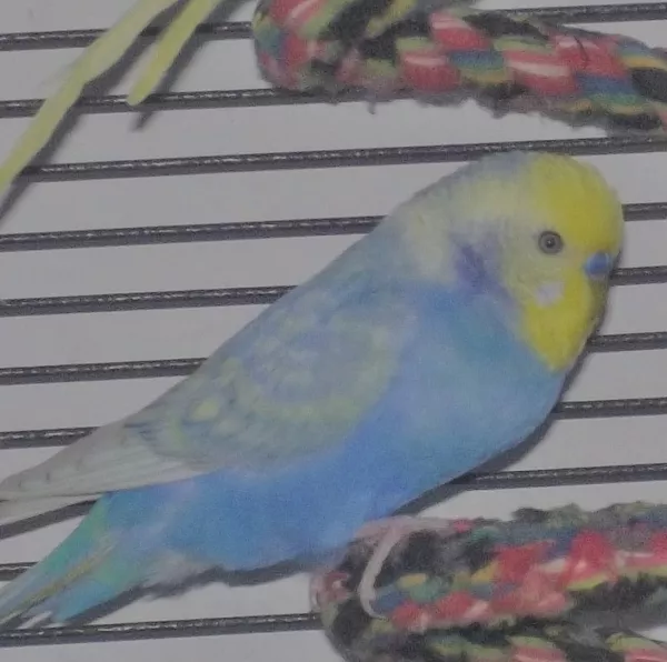 Wellensittich-Bild: Casper vom 30.01.2019
