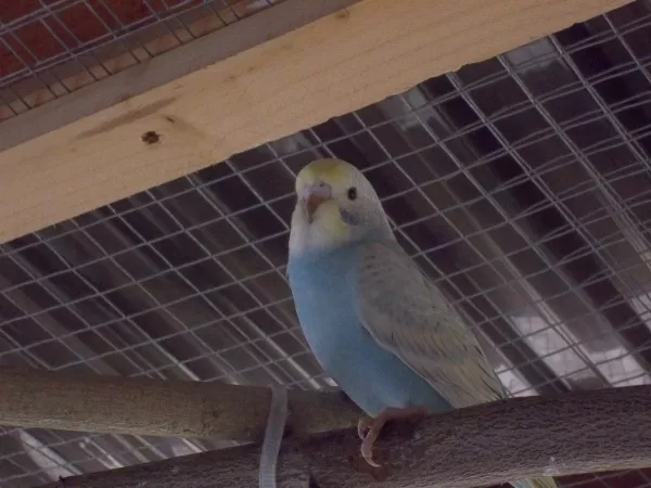 Wellensittich-Bild: Blue mal von Vorne