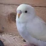 Tweety Baby