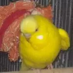 Welli Mann Chico