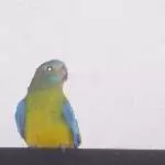Kiki, Kuki Koko