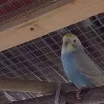 Blue  Baby