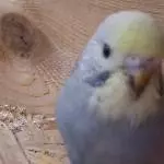 Silver Baby