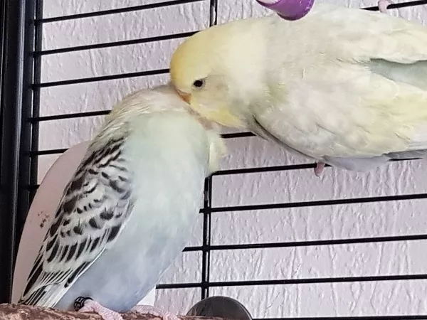 Wellensittich-Bild: Auch schmusen muss mal sein 