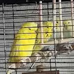 Tweety, Sylvester, Stitch & Lilo