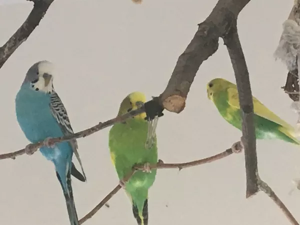 Wellensittich-Bild: 3 unserer Süßen beim Nachmittagsklatsch
