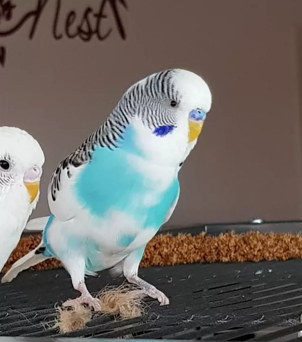 Wellensittich-Bild: Seit 2 Jahren bei mir 