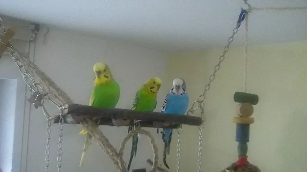 Wellensittich-Bild: Sigi, Bubi und Benny