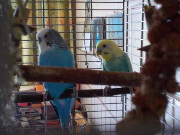 Wellensittich-Bild: Die Heinis sind unzertrennlich, es ist nie mehr, als 10 cm Abstand zwischen ihnen. Blauerheini ist so lieb und kümmert sich um Buntesheini. 