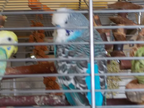 Wellensittich-Bild: Mein lieber und fürsorglicher kleiner Schatz. Er hat seine Barttupfen auf der rechten Seite verloren, langsam entwickeln sich wieder neue kleine Herzchen.