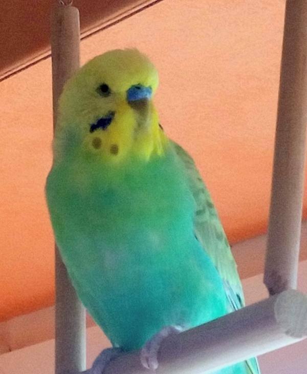 PHPSESSID