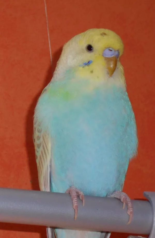 Wellensittich-Bild: Kleines ADHS Kerlchen :-)