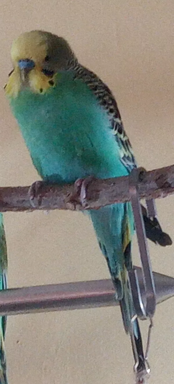 Wellensittich-Bild: Hallo ich bin Konrad, bisher hatte ich keinen Namen. 
Mein Käfig war klein und langweilig. Nun bin ich glücklich, 
Amadeus ist mein bester Freund.