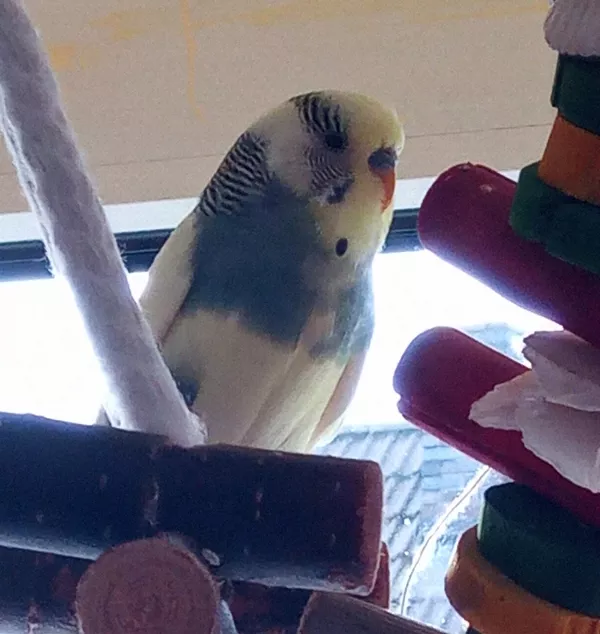 Wellensittich-Bild: Hallo, ich hatte bisher keinen Namen, klingt
komisch, nun heiße ich Amadeus. Es gibt ja noch 
mehr von mir, da hatte ich als Baby nicht nur geträumt.
Mal sehen, nun bin ich ca 1 Jahr alt, die Hennen schauen gut
aus, ich schnapp mir eine. Wolke ist so lieb, der gibt mir eine ab.