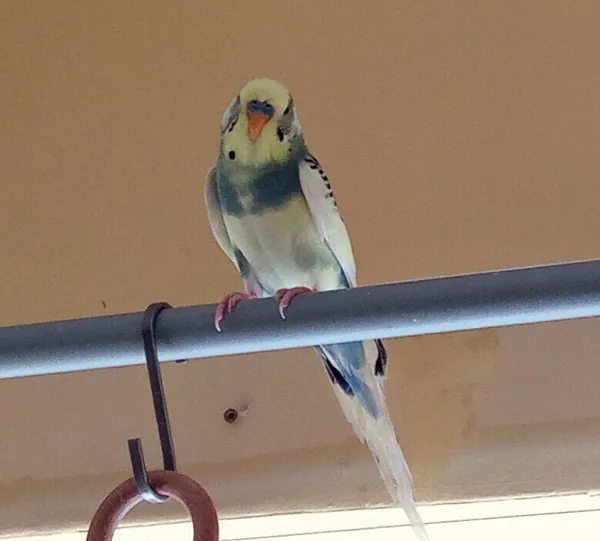 Wellensittich-Bild: Meine flügellose Mama sagt ich bin zu dünn? Ich bin nur sportlich und attraktiv. Nun ich esse schon wie ein Adler. Und schnell bin ich, sonst bekomme ich nur Reste ab