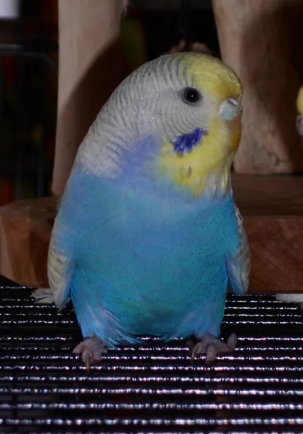 Wellensittich-Bild: Apollo schaut sich zunächst im Sitzen um.