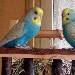 Meine hübschen Hennen Polly und Toni