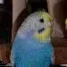 Polly