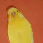 Sonne das Weibchen