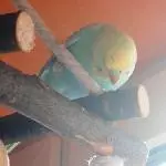 Schnabelpflege