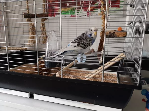 Wellensittich-Bild: Felicitas nach ihrem ersten Freiflug