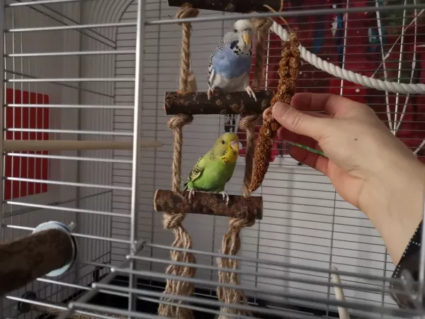 Wellensittich-Bild: Für Hirse kommen wir sogar in die Nähe der Hand.. :) 