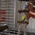Felicitas, Tim und die Hirse