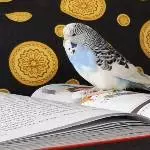 Felicitas und das Buch