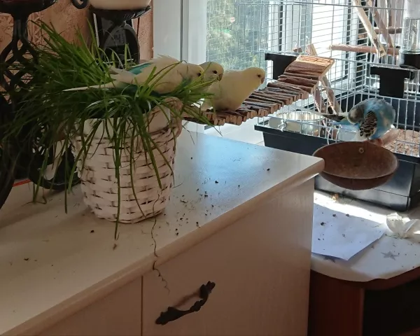 Wellensittich-Bild: Guckt euch mal die Lucy an. So gründlich muss die Gefiederpflege sein. 