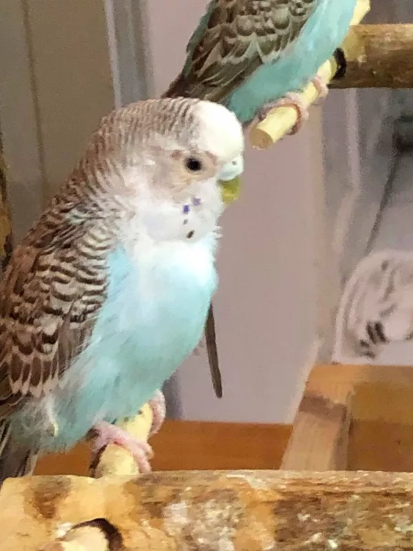 Wellensittich-Bild: Hallo zusammen, ich habe zwei Hennen.
Eine davon kann seit ca. 2 Monaten nicht mehr fliegen. Am Anfang dachte ich sie hat eine Verletzung aber nach 2 Wochen habe ich festgestellt dass Sie am Hals  Federn verliert. Bin zum Pet-Shop da ich auf einer kleinen griechischen Insel lebe und es hier keinen Tierarzt gibt. Der Herr dort hat mir Tropfen gegeben(Pterophene) und ich habe diese fuer 2 Wochen in das Trinkwasser gegebn, dann eine Woche Pause und danach wieder 2 Wochen in das Trinkwasser. Leider keine Besserung, ganz im Gegenteil, sie sieht momentan schlimm aus. Weiss vielleicht jemand wie ich ihr helfen kann?