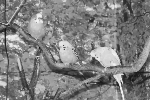 Wellensittich-Bild: die Drei sind heute merklich stiller.
Als ich für „good by..“ Sally`s Foto auf dem Monitor hatte, starte Harley in geduckter Haltung in die Richtung und SCHRIE! 
Wie ich es noch nie gehört habe.
Ich schloss sofort das Monitor- Fenster. 
Zufall?!
