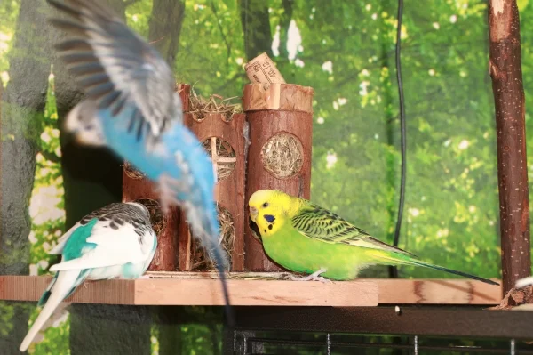 Wellensittich-Bild: Hennen, wie sie im Buche stehen.
Damit will ich nichts zu tun haben.
..wenn ich gerade kein stolzer Hahn bin. 