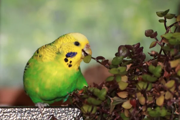 Wellensittich-Bild: Also kleine Bäume.
Vielleicht Bambus.
Oder Blumen.
Na gut, Golliwoog.
Golliwoog geht ..