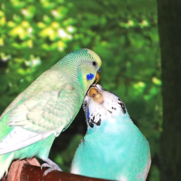 Wellensittich-Bild: ... Küss mich, halt mich, lieb mich ...