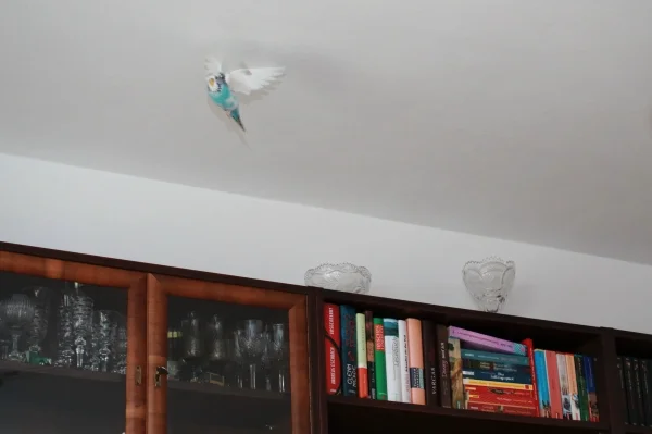 Wellensittich-Bild: Im Käfig hab ich wohl so traurig dreingeschaut.
.. da wurde die gute Stube wellisicher gemacht.
Und ab geht die Wolke :-)